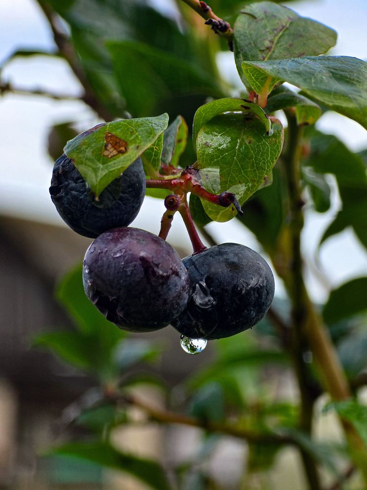 Photograph by Татьяна Гуцанович