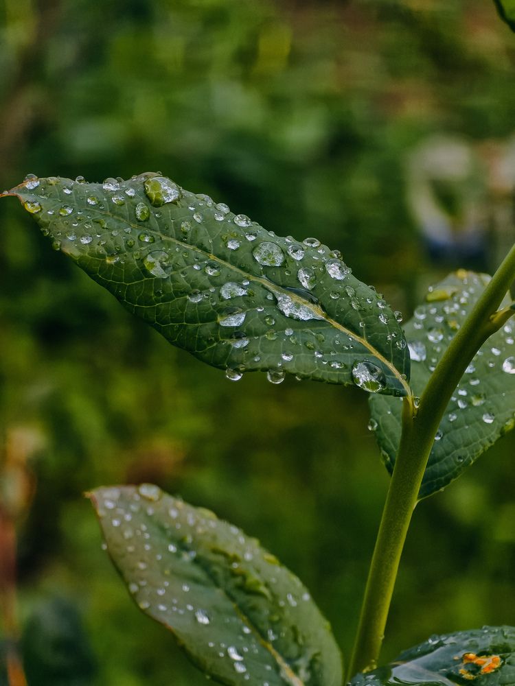 Photograph by Татьяна Гуцанович