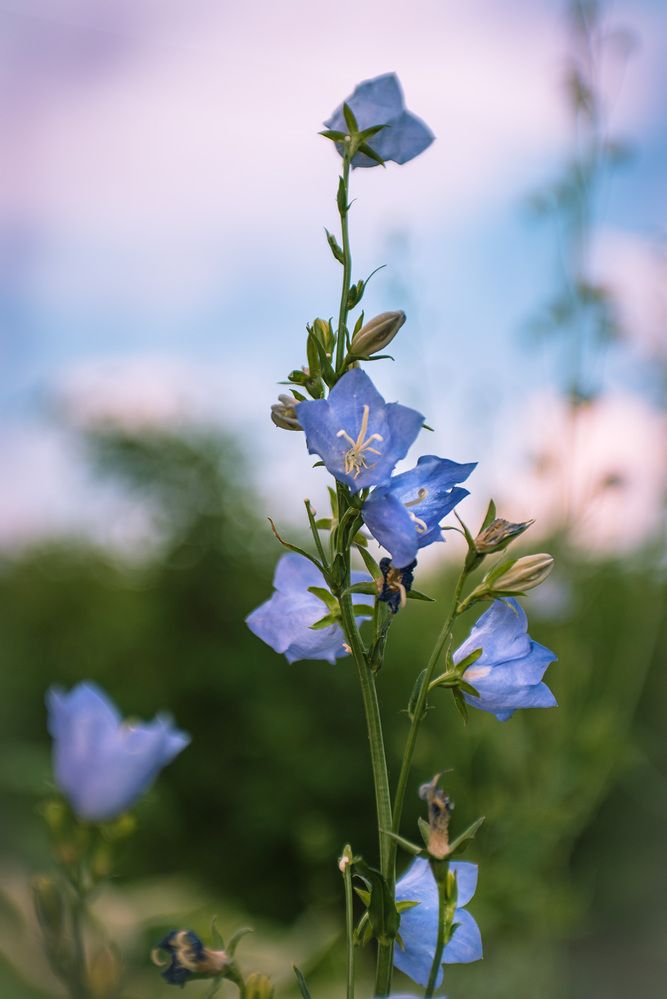 Photograph by Li Valery