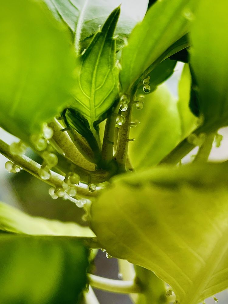 Фотография автора Елизавета Станкевич