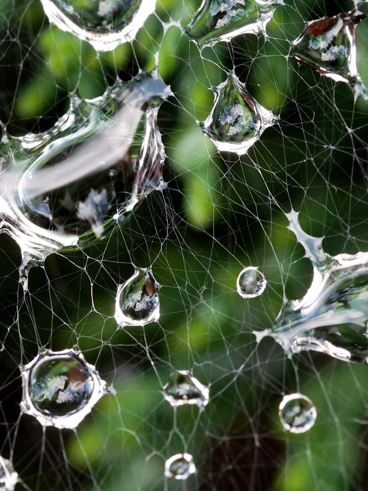 Матрица жизни