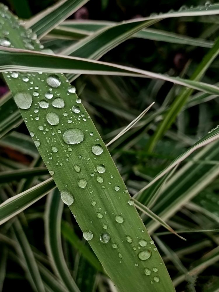 Photograph by Елена Пархоменко