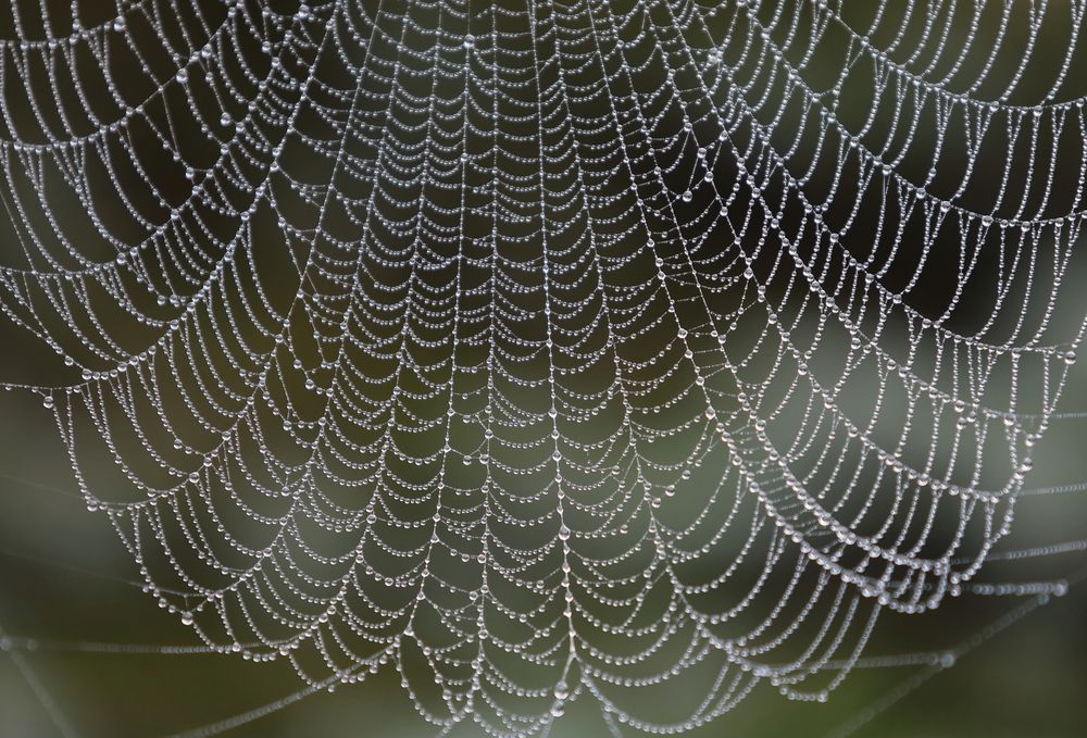 занавески утра