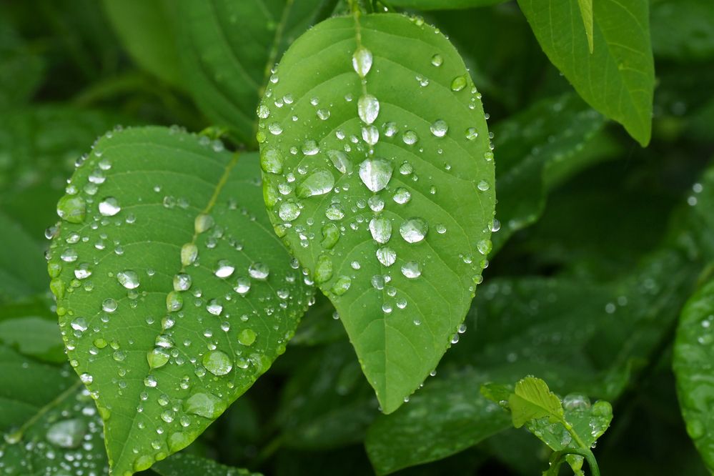 Фотография автора NARAYAN PATEL