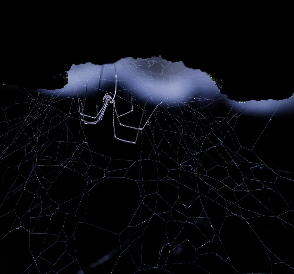 Delicate web comes alive