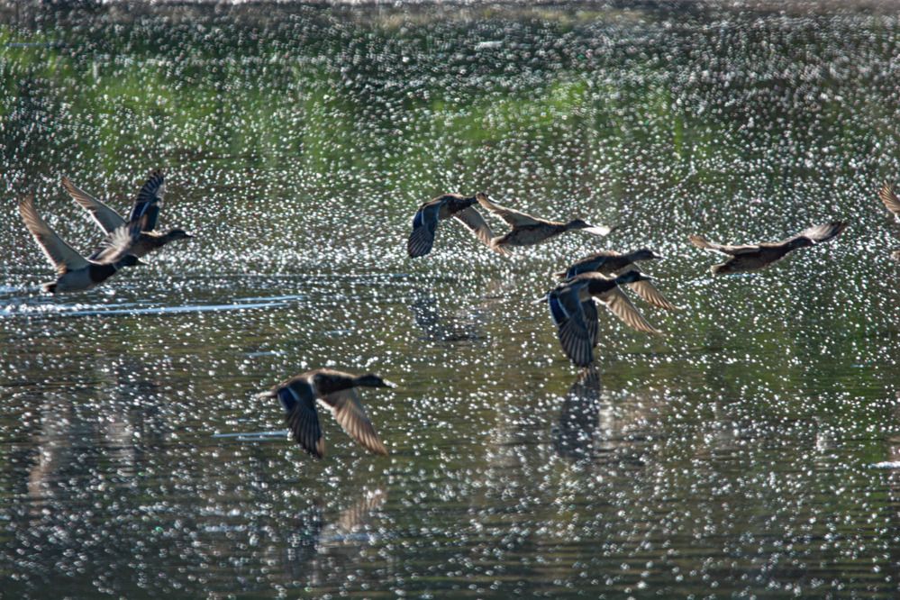 Фотография автора Виктория Зеленкова