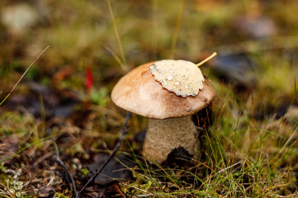 Photograph by Татьяна Генералова