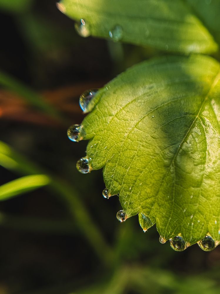 Photograph by Алиса Чугунова