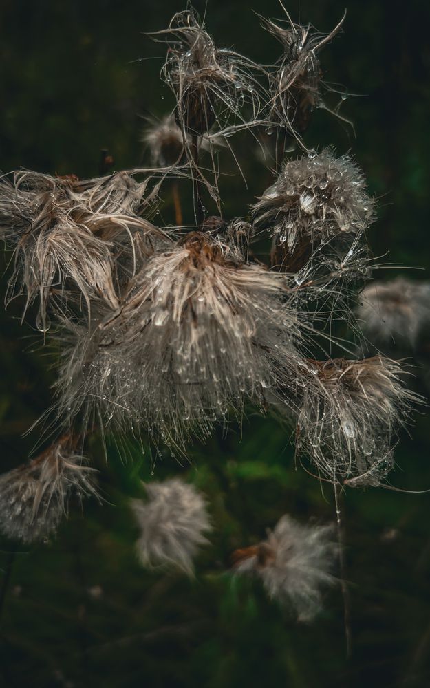 Photograph by Татьяна Петрова