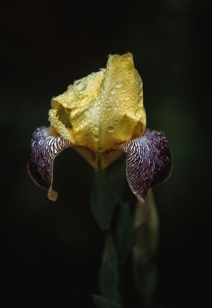 Photograph by Юлия Лушникова