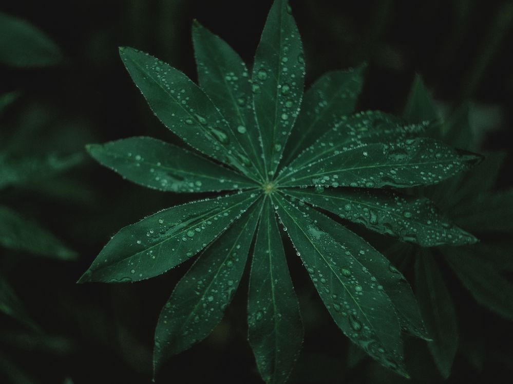 Photograph by Юлия Лушникова