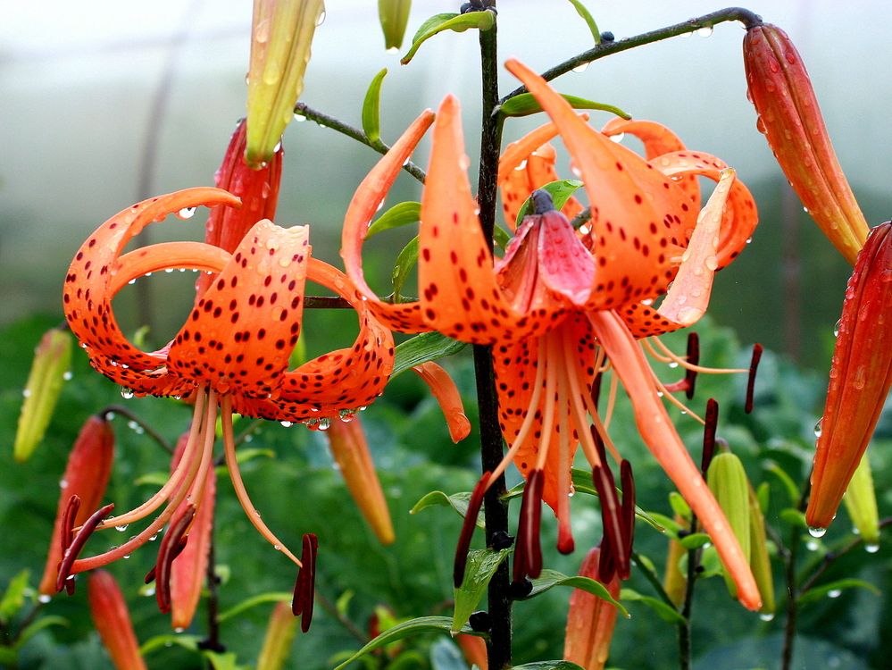 Фотография автора Nelya  Lysenko