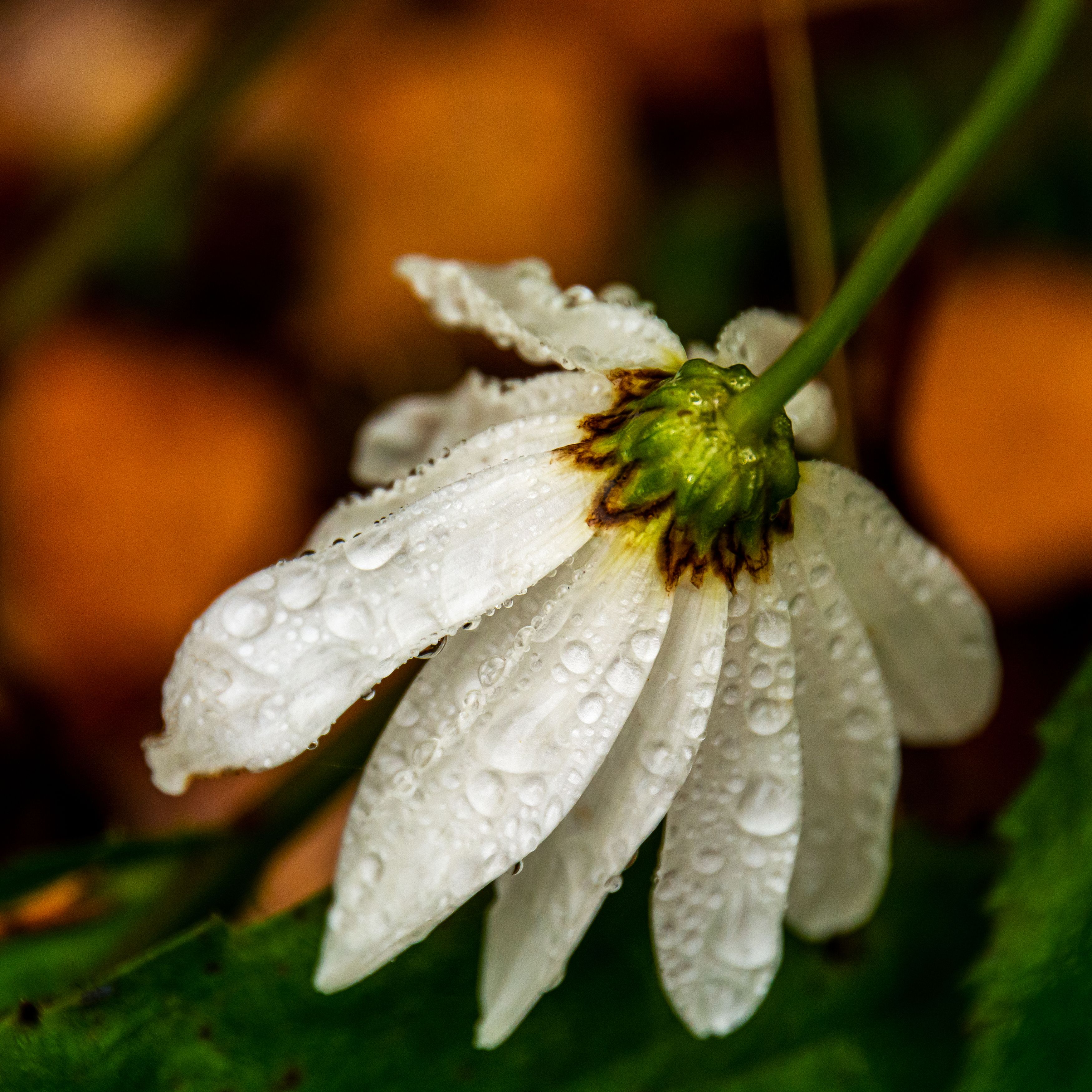 Photograph by Nikolai Barchan