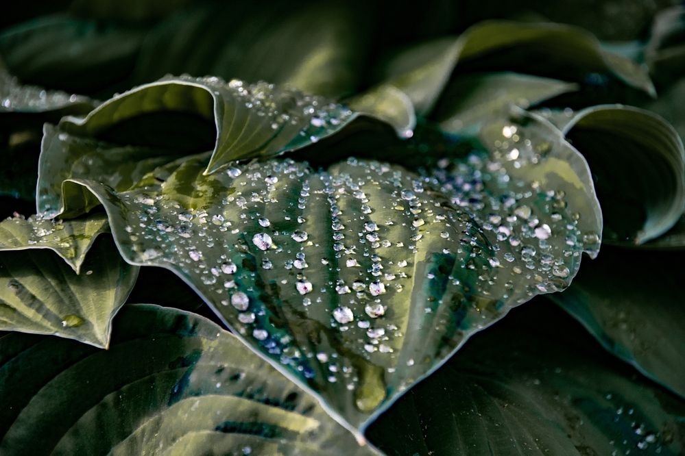 Photograph by Елена Ефимова