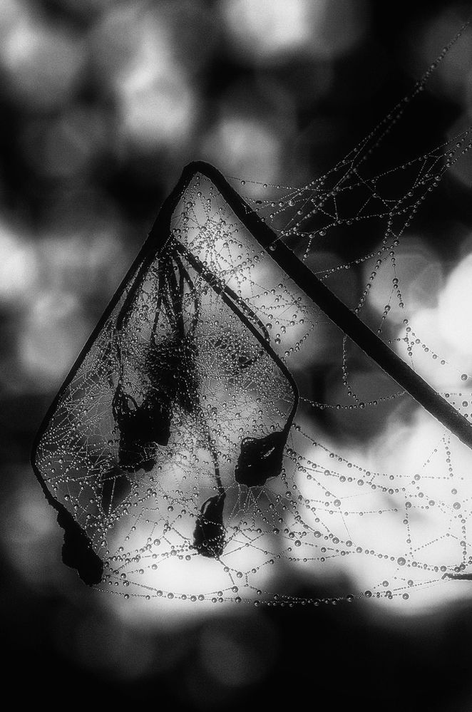 Photograph by Юлия Лушникова