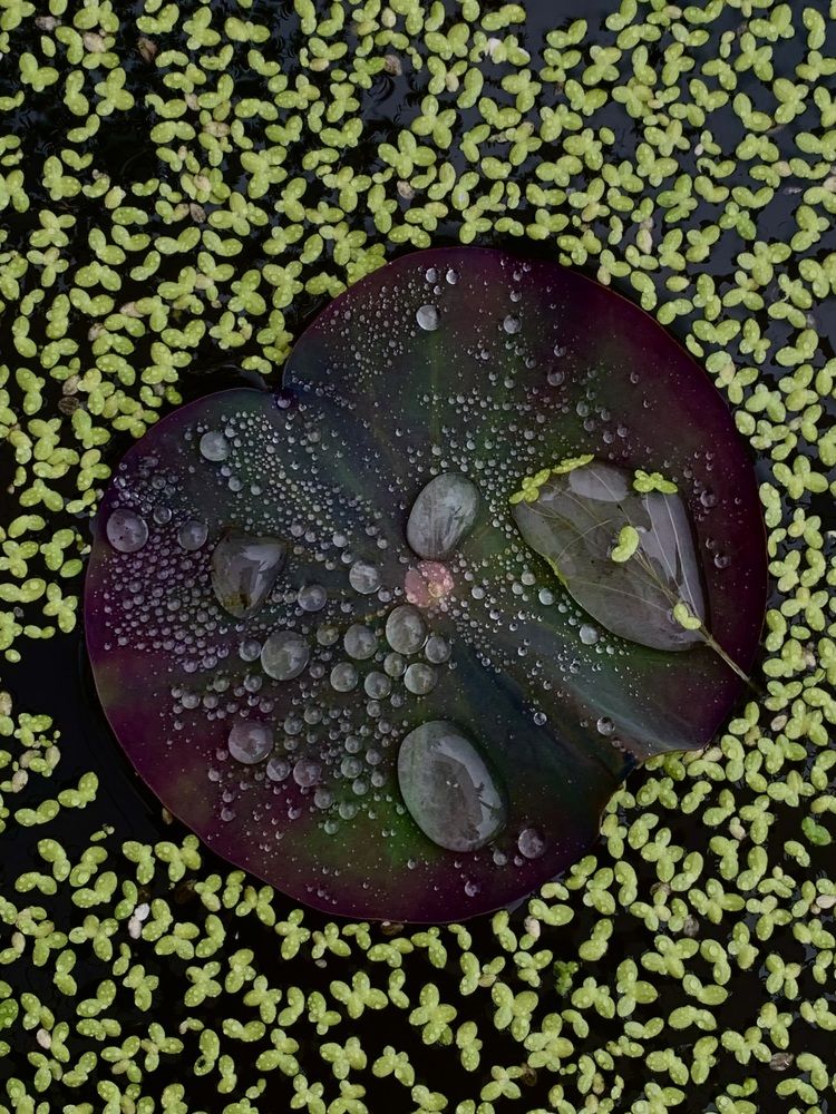 Photograph by Anna Poponina