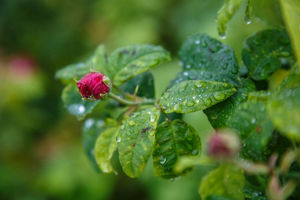 Photograph by Алексей Трифонов