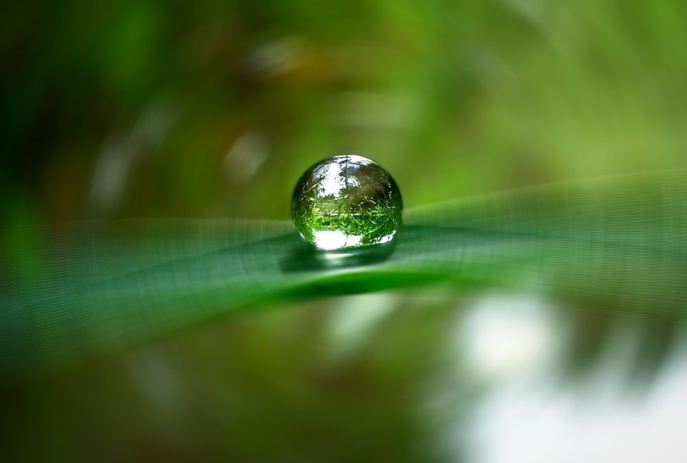 Весь мир в капле росы.