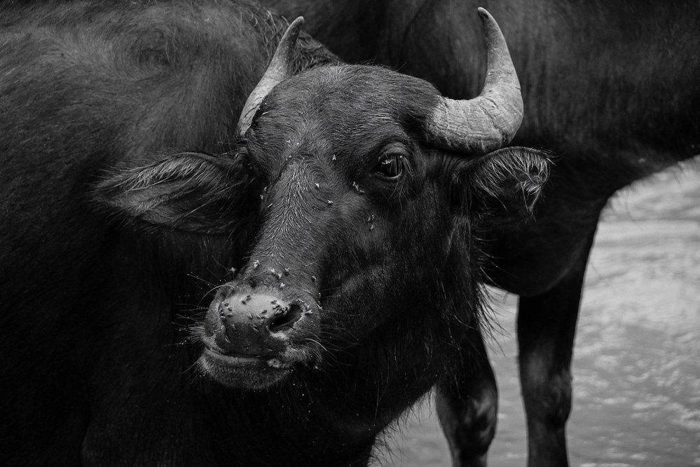 Фотография автора Мария Тюрина