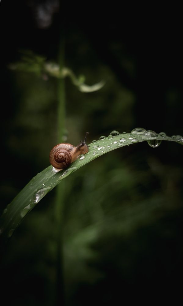 Фотография автора Геннадий Ломеко