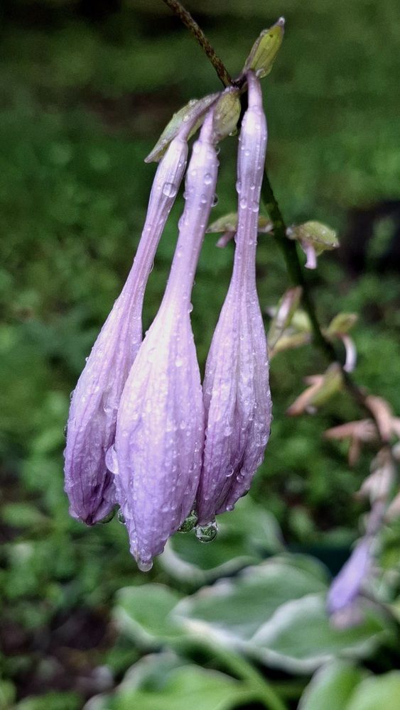 Фотография автора Asya