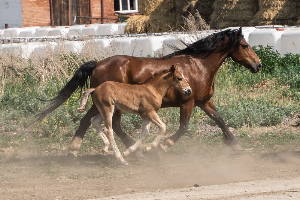 Photograph by BorzIN