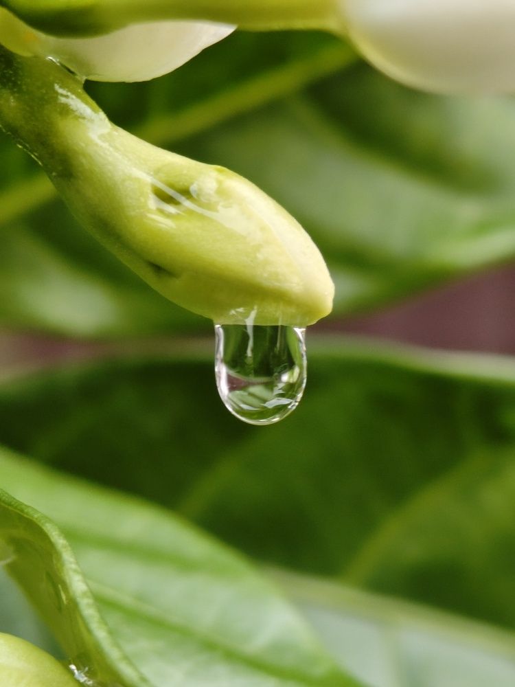 Photograph by Anil Yadav