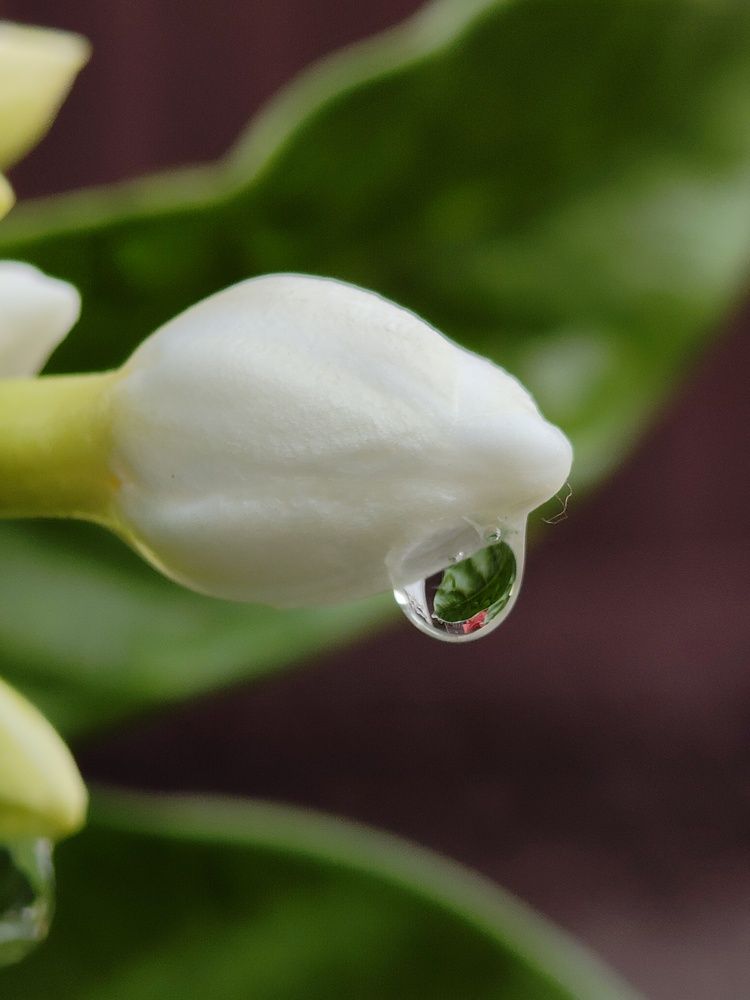 Photograph by Anil Yadav