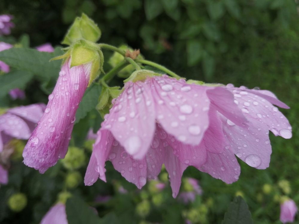 Photograph by Наталия