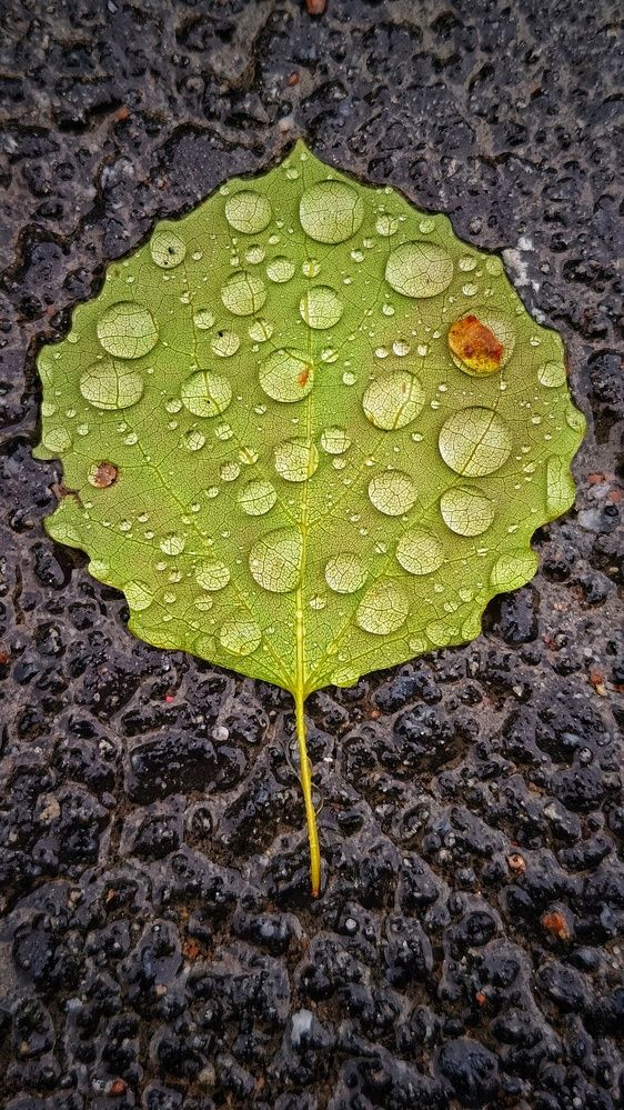 Photograph by Leanid Kulpo