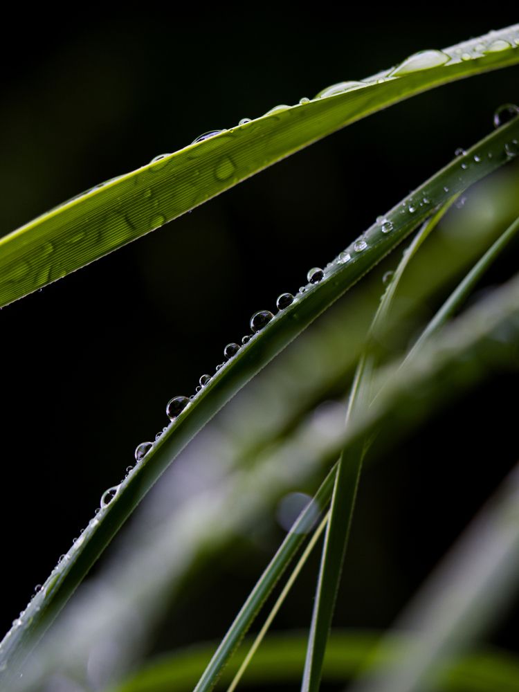 Photograph by Alena Vaganova