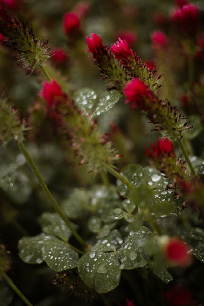 Photograph by Alena Vaganova