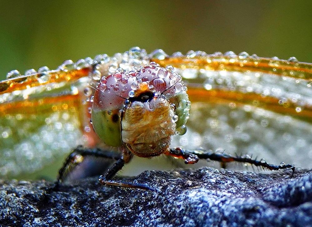 Под тяжестью утренней росы.