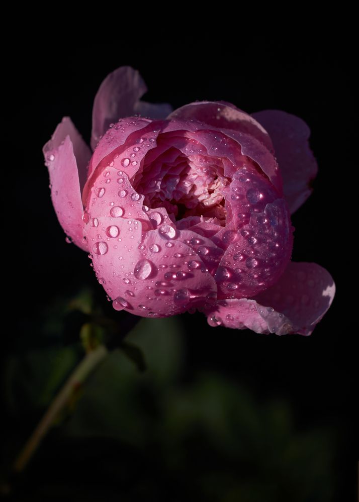 Photograph by Юлия Вялкова