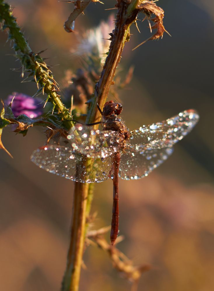 Photograph by Юлия Вялкова