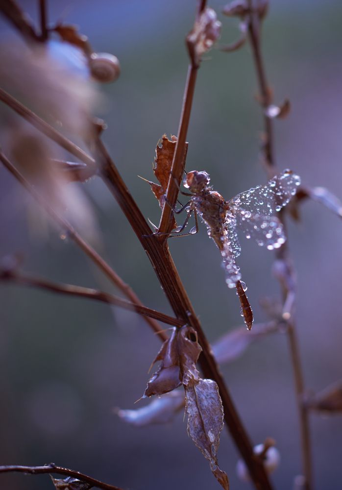Photograph by Юлия Вялкова
