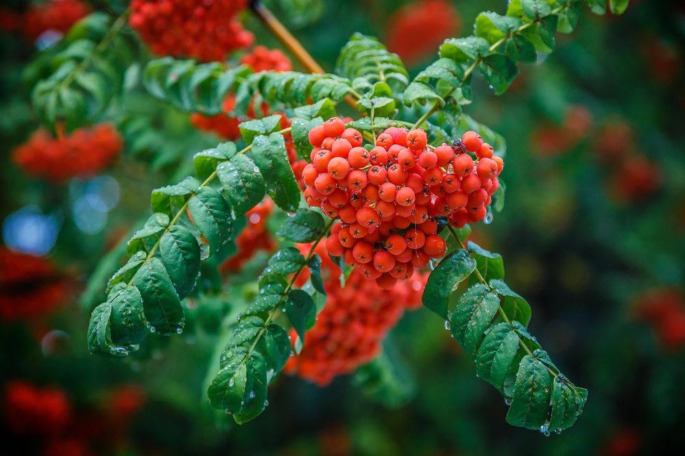 Photograph by Алексей Трифонов