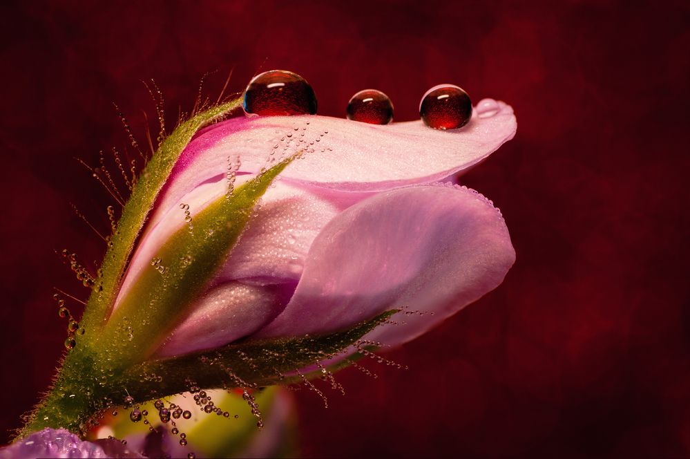 Photograph by Николай Захаров