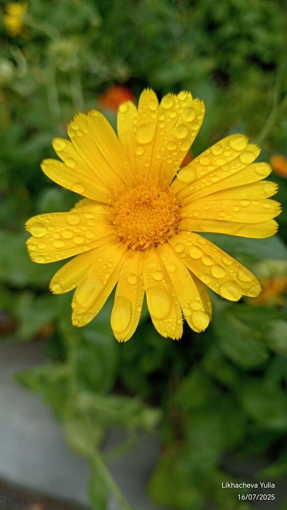 Photograph by Юлия Лихачева