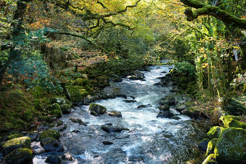 The Plym in October