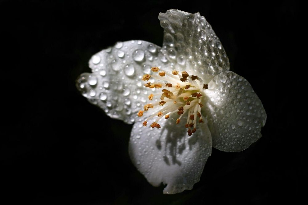 Photograph by Татьяна Бравая