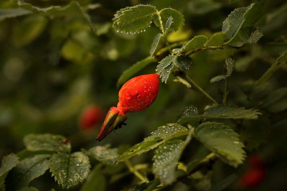 Photograph by Татьяна Бравая