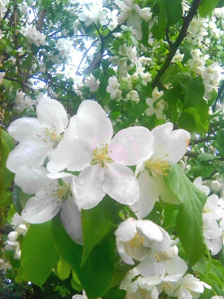 Photograph by Васильева Львовна