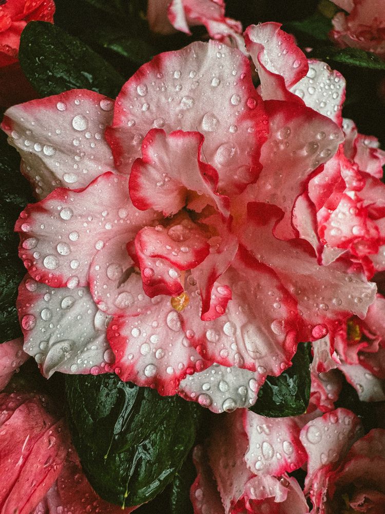 Photograph by Julia Smilovitsky