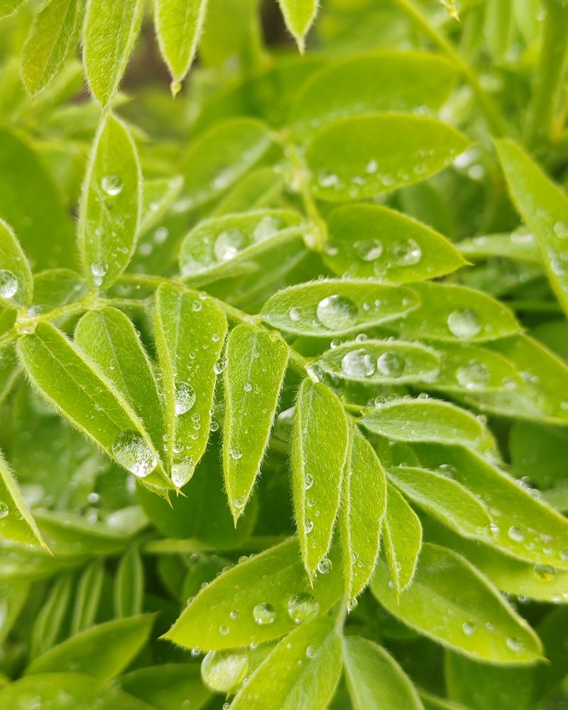 Photograph by Альбина