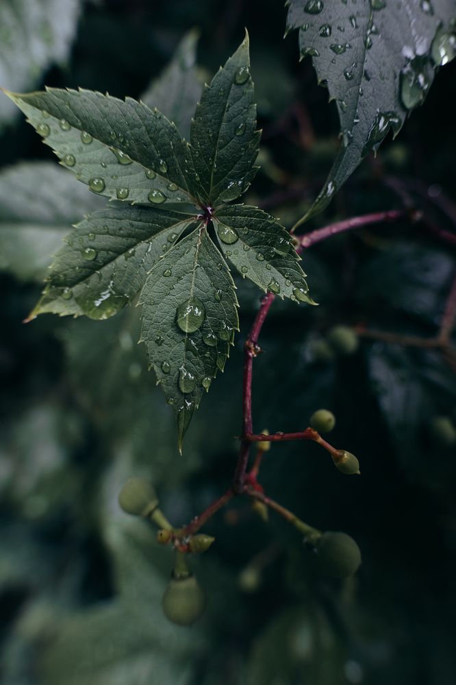 Photograph by Остапенко Алина