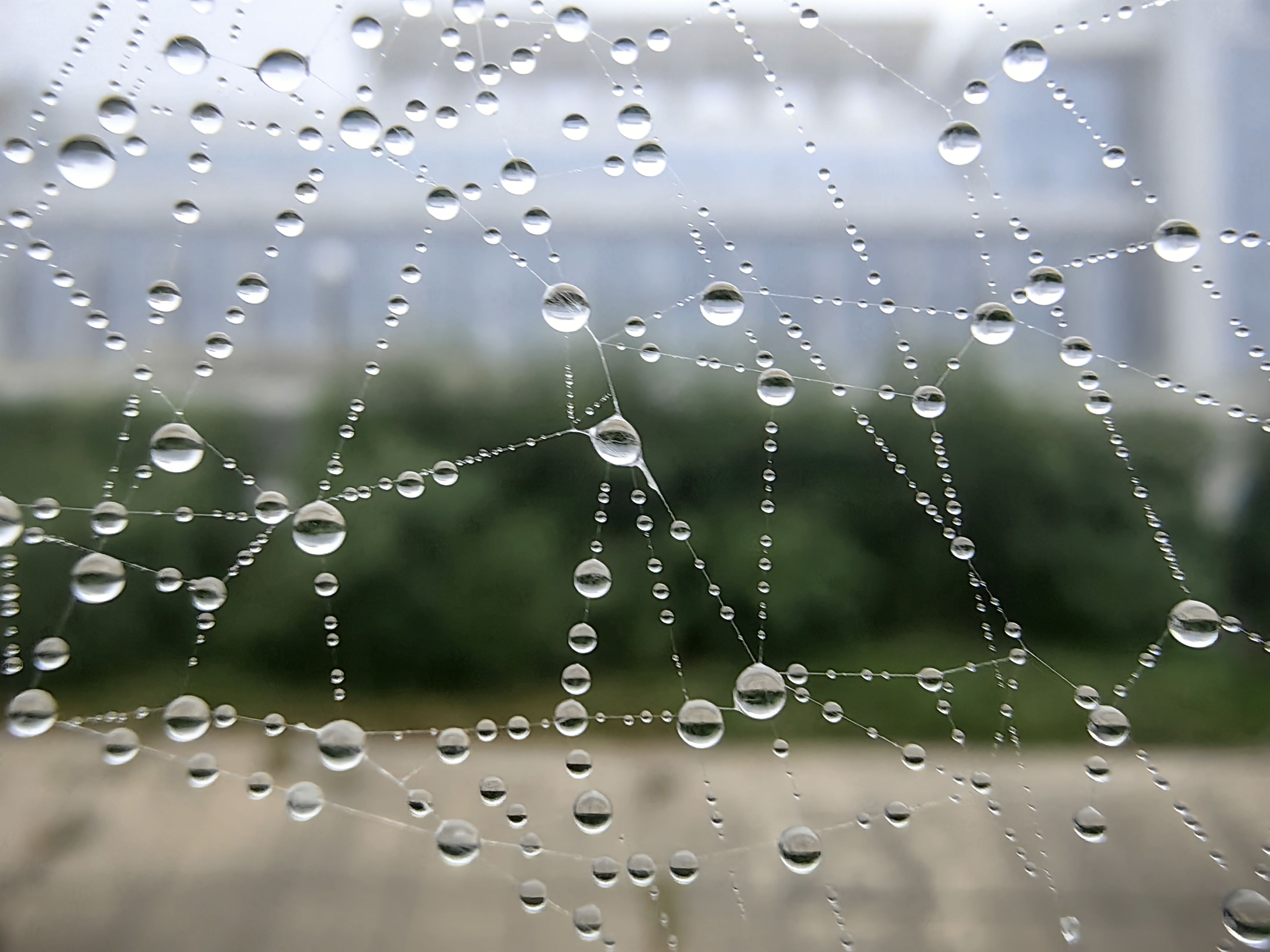 Капли тумана на паутине