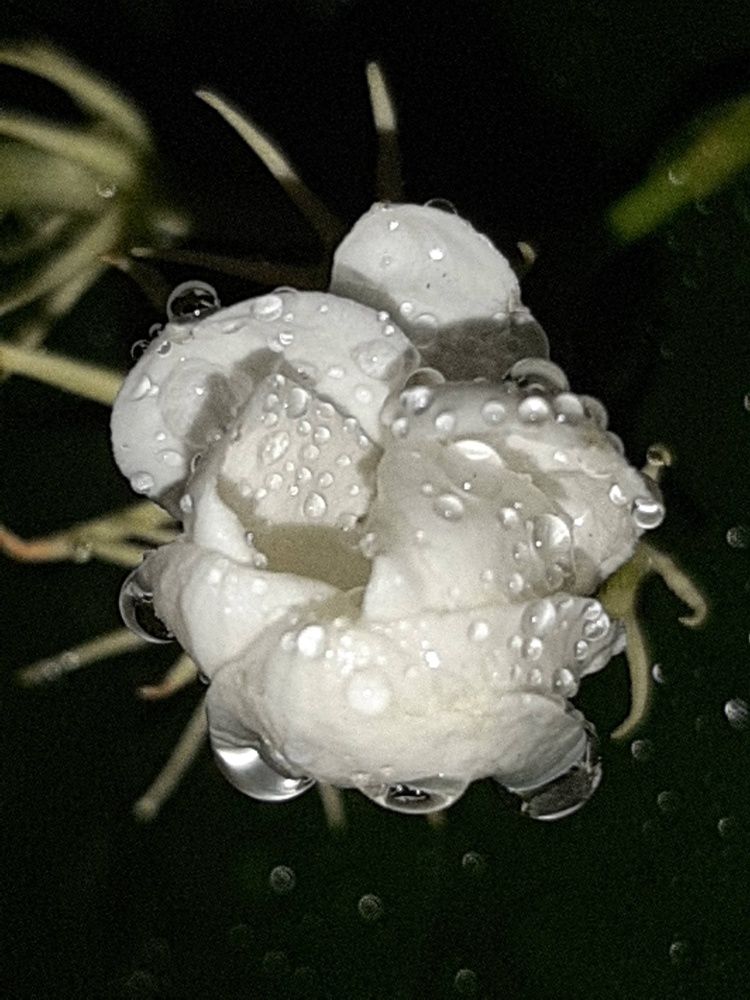 Photograph by Neel Bonna