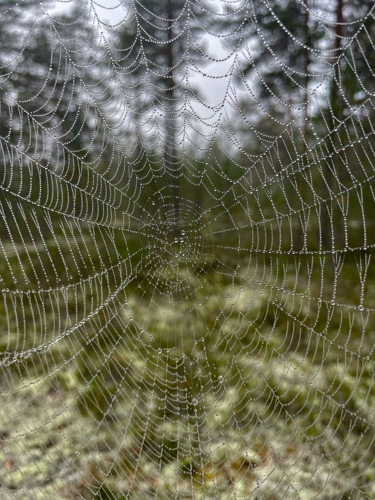 Photograph by Игорь Шишпанов