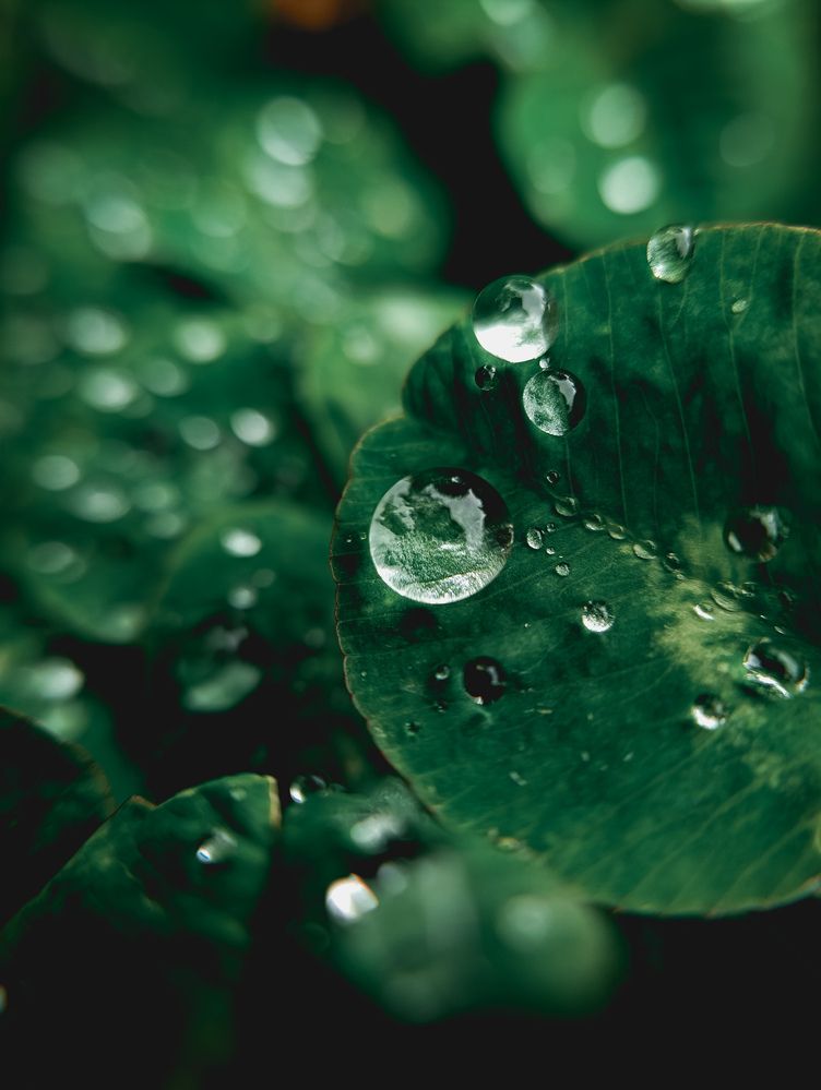 Photograph by Светлана Таркан